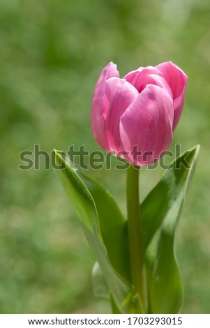 Beautiful photograph of a pink tulip flower on a green grass background.
