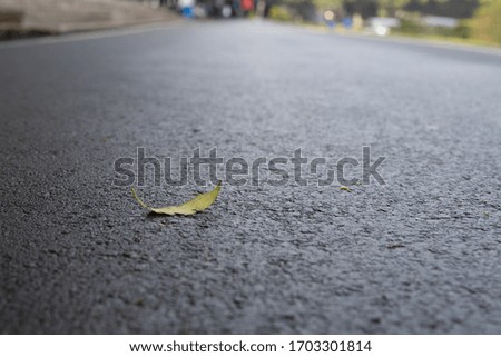Fallen leaves on asphalt, autumn