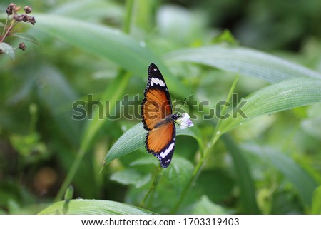 plain tiger butterfly feeding on small flower, beautiful insect in the nature habitat