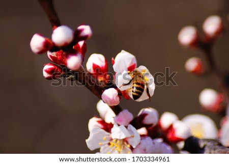 Apricot flowers blossoming in spring stock photo