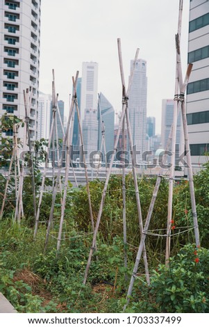 cityscape and urban jungle - green trees and roof top gardens