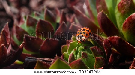 Yellow ladybug on a green and red spiky plant Saxifraga. Little ladybirds are covered with dew drops. Sunny summer morning. Cute and beautiful macro for wallpaper or photo picture.