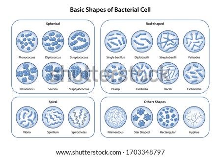 PALISADES-BACTERIA Stock Vector Images - Avopix.com