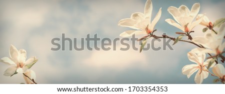 Blooming white magnolia flowers against the magic clouds sky. Fantasy spring background. Vintage banner.