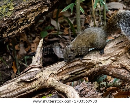 Pallas's squirrel, Callosciurus erythraeus, hunts for food along a fallen log in a Japanese forest. Originally from southeast Asia, these squirrels are an invasive species in Japan.
