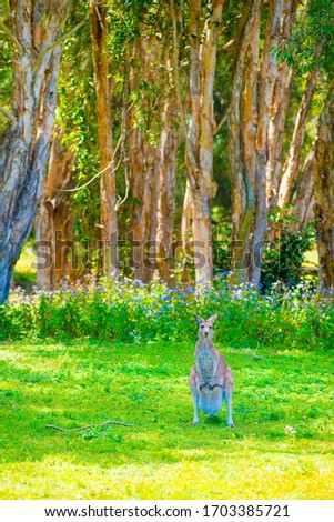 Wild Kangaroo at Coombabah of Gold Coast, Australia. Australia is a continent located in the south part of the earth.