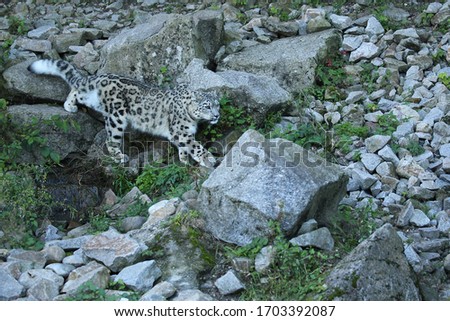 Snow leopard portrait in amazing light. Wild animal in the nature habitat. Very rare and unique wild cat. Irbis. Panthera uncia. Uncia uncia.