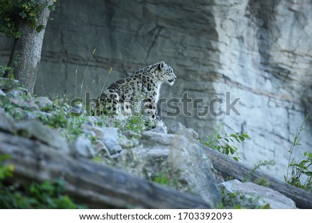 Snow leopard portrait in amazing light. Wild animal in the nature habitat. Very rare and unique wild cat. Irbis. Panthera uncia. Uncia uncia.