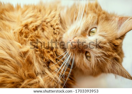 Beautiful portrait of red cat with yellow eyes. Closeup animal. Domestic pet lying on table. Background with kitty. Stock photo.