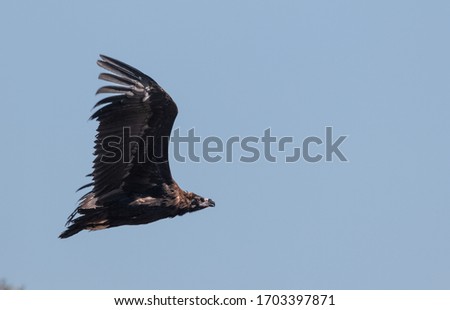 Cinereous vulture (Aegypius monachus) in flight with open wings