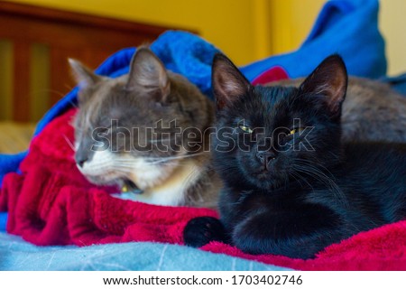 Black and Gray cats taken nearby Brisbane city in Queensland, Australia. Australia is a continent located in the south part of the earth. 