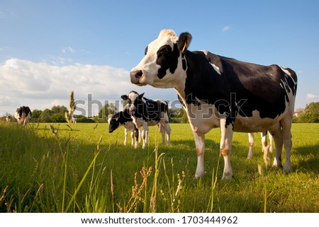 Cow herd in the sun in the spring in the countryside. Royalty-Free Stock Photo #1703444962
