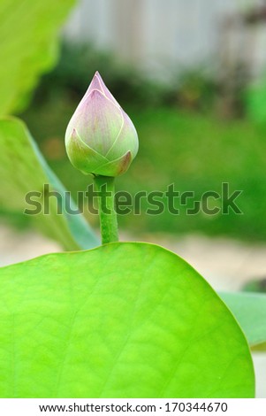 Single lotus with green leaf