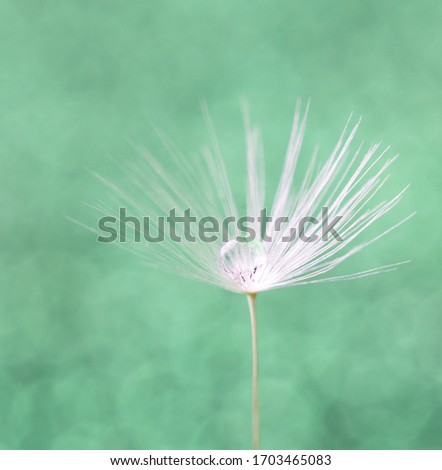 Drops of dew on dandelion seeds. Macro background mint color. Drops of water on the parachutes of a flower.Concept of a gentle image.