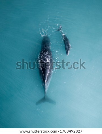 Humpback whale and calf sleeping on the surface