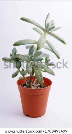 Mini cactus and succulent in pot with cute green colour isolation white background