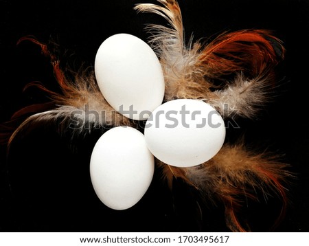 White chicken eggs with feathers on a black background. Holiday. Easter