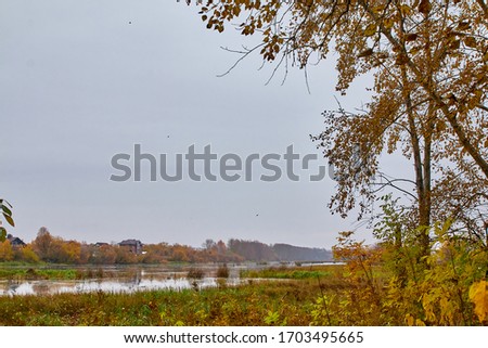 Autumn landscape with water, yellow glass and yellow forest background in a cloudy day