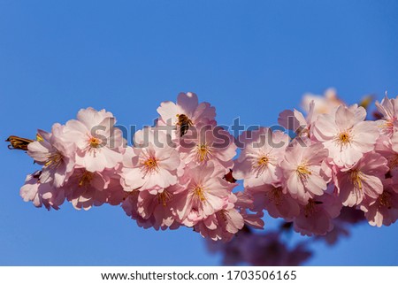 A sprig of sakura blossomed in April