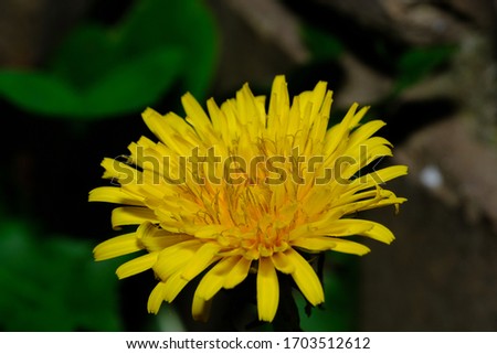The Common Dandelion, is a flowering herbaceous perennial plant of the family Asteraceae. It grows in temperate regions of the world, in lawns, on roadsides, on disturbed banks.