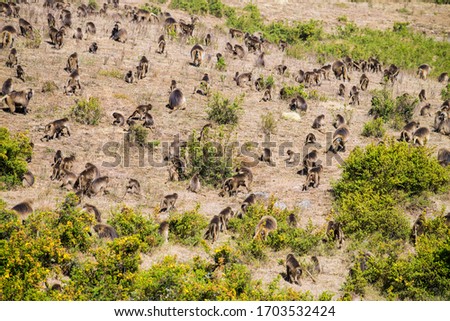 Group of the Gelada baboons in the Simien Mountains National Park, Ethiopia