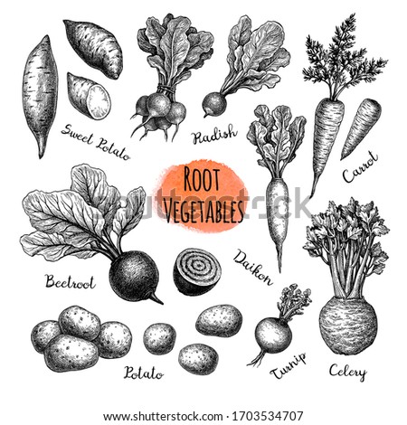 Root Vegetables big set. Ink sketch collection isolated on white background. Vegetables set. Hand drawn vector illustration. Retro style. Royalty-Free Stock Photo #1703534707