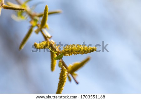 Macro photo of willow earrings on a background of blue sky, selective focus, place for text. Palm Sunday and Easter. Design for greeting card or calendar. Kyiv (Kiev), Ukraine, Europe.