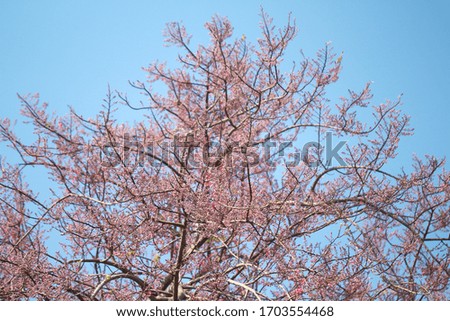Pink Shower flower or Cassia grandis tree on bright blue sky background