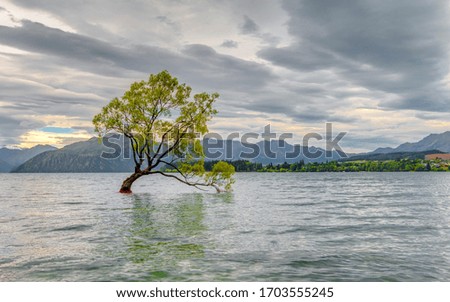 Wanaka tree. New Zealand photography