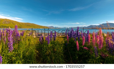 Flowers on Tekapo lake. New Zealand photography