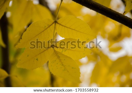 
bright autumn leaves on a branch