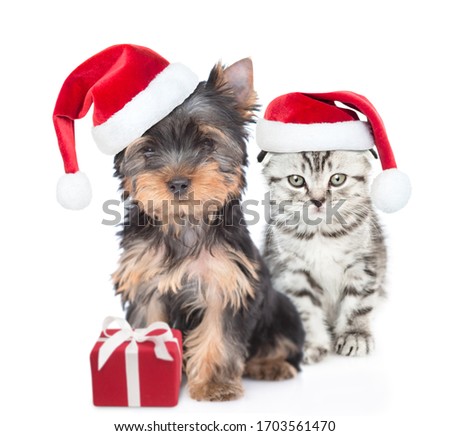 Yorkshire Terrier puppy and gray kitten wearing red christmas hats sit together with gift box. isolated on white background