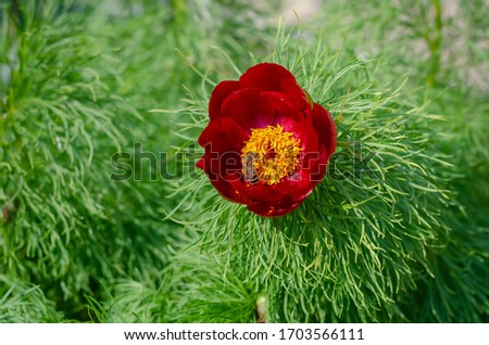 Small-leaved peony, or narrow-leaved peony (Paeonia tenuifolia L.). Peony flowers close-up. Bees pollinate and collect nectar from flowering peony bushes. Eye level shooting. Selective focus.