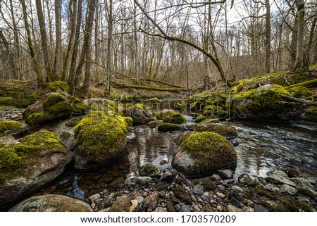 Forest river landscape with mossy stones and fallen trees in spring time.