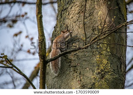 English Squirrels in the countryside