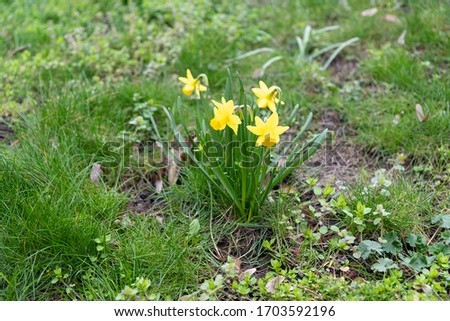 Blooming daffodils, selective focus. Prague, Petrin Hill, Czech republic