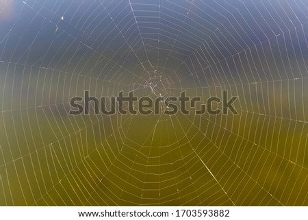 Detail of a spider web in contrast to the darker background.