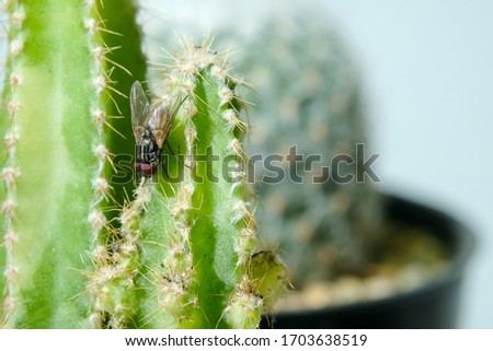 macro Fly On the cactus