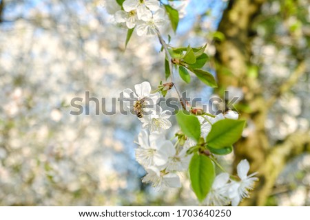 a honey bee sitting on a beautiful white cherry blossom with radiant colors and a short depth of field