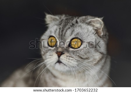 Scottish fold cat are squat Gray cat with beautiful patterns. Cat are staring.