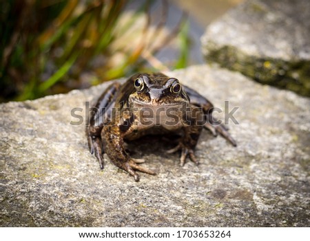 Brown frog on the side of the pond