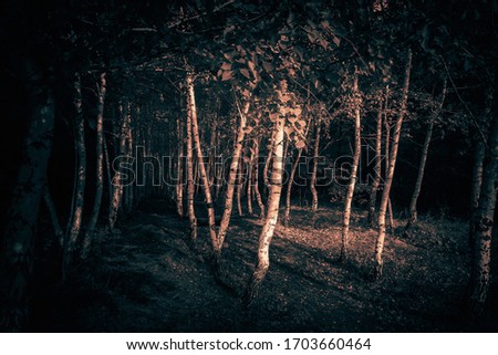 Mystical horror scary abstract forest to halloween. Clumsy dirty trees in the darkness in a mysterious paranormal frightening surrealistic moonlight with black shadow in a fantasy style