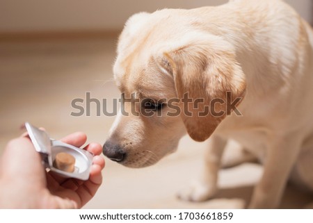 Dog breed Labrador gets pills, vitamins, delicacy from hand of owner. Concept pets and healthcare