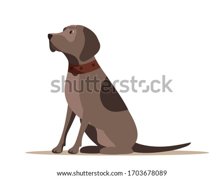Hunting dog in collar sitting. Side view. Breed canine for seasonal hunt. Domestic animal for duck shooting entertainment. Purebred gundog. Brown doggy pointer isolated on white background