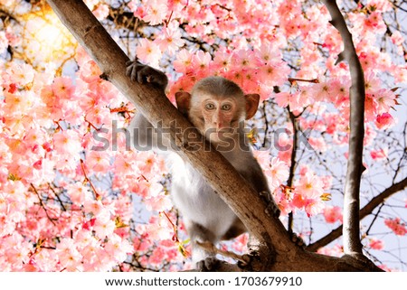 Cute little monkey sits on the tree 