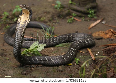 King cobra is a venomous snake, endemic to forests from India through Southeast Asia.