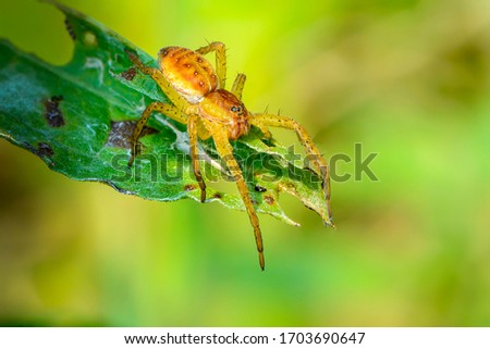 A young female spider  hunter limbic sits on the tip of a holey leaf