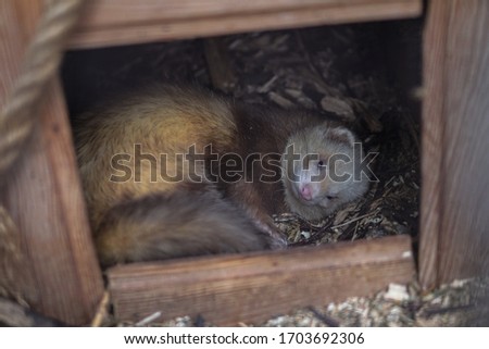 Beautiful funny raccoon is sitting sleepy in a wooden house, mink. Pet is looking directly at the camera. Spring summer theme background. Stock photo