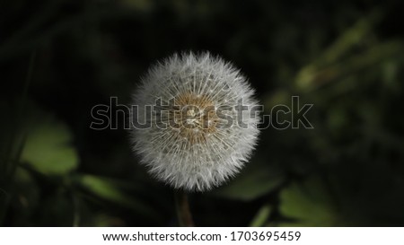grass, detail, meadow, growth, weed, background, beautiful, beauty, blossom, closeup, color, dandelion, flora, floral, flower, garden, green, macro, natural, nature, plant, season, seed, spring, 