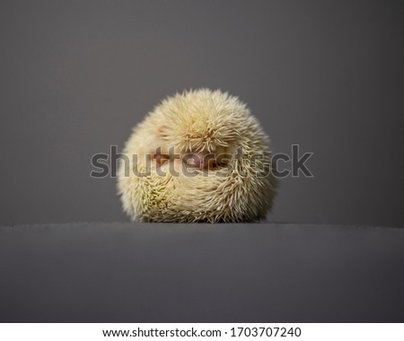 A cute albino hedgehog curled up in a ball, alone in front of the camera, in front of a grey background
